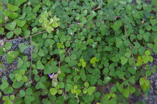 Image of island pea