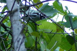 Image of Carterornis pileatus buruensis (Meyer & AB 1884)