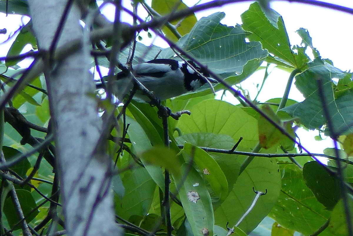 Carterornis pileatus buruensis (Meyer & AB 1884)的圖片