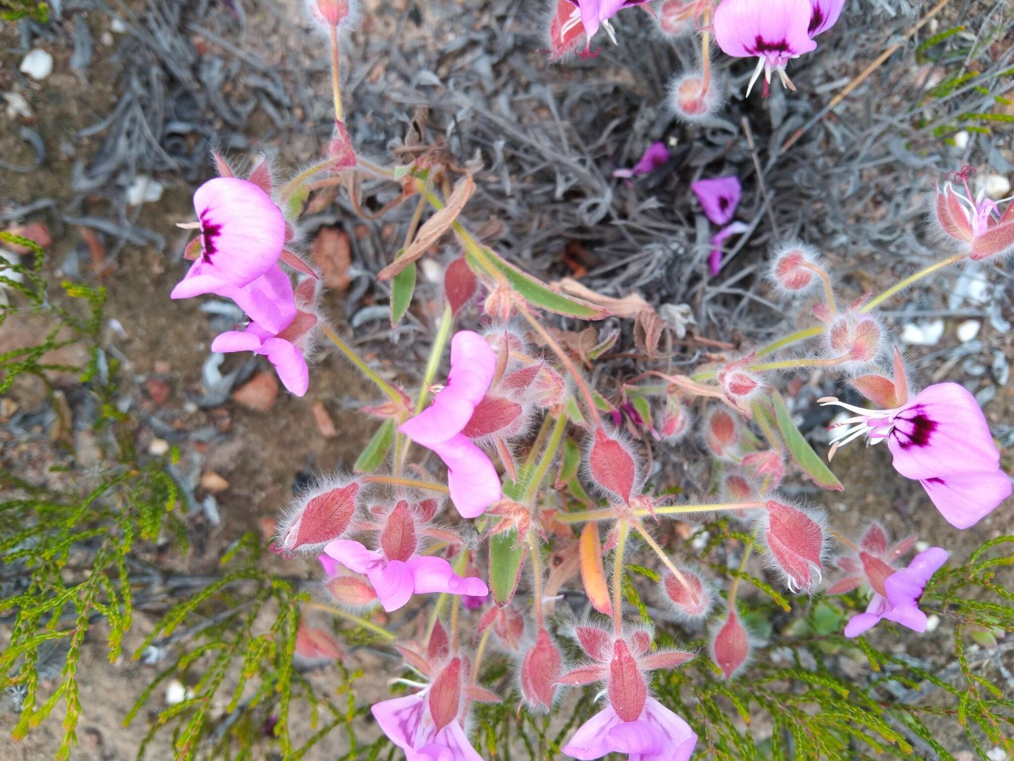 Imagem de Pelargonium ovale subsp. veronicifolium (Eckl. & Zeyh.) L. Hugo