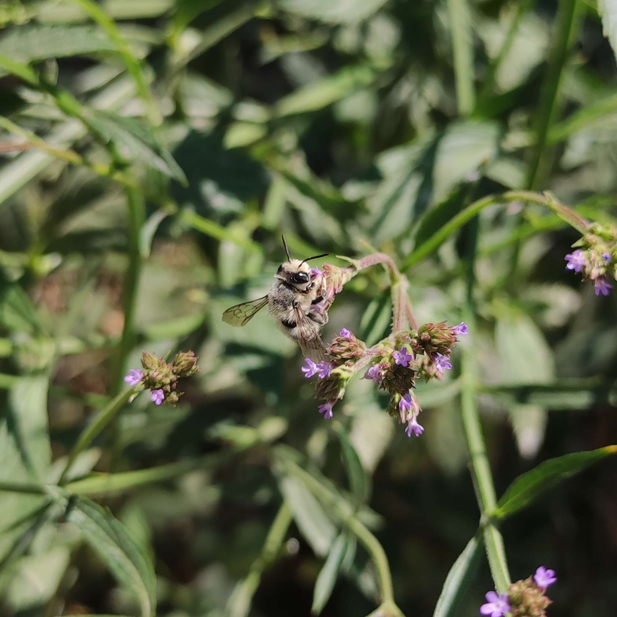 Image of Megachile pollinosa Spinola 1851