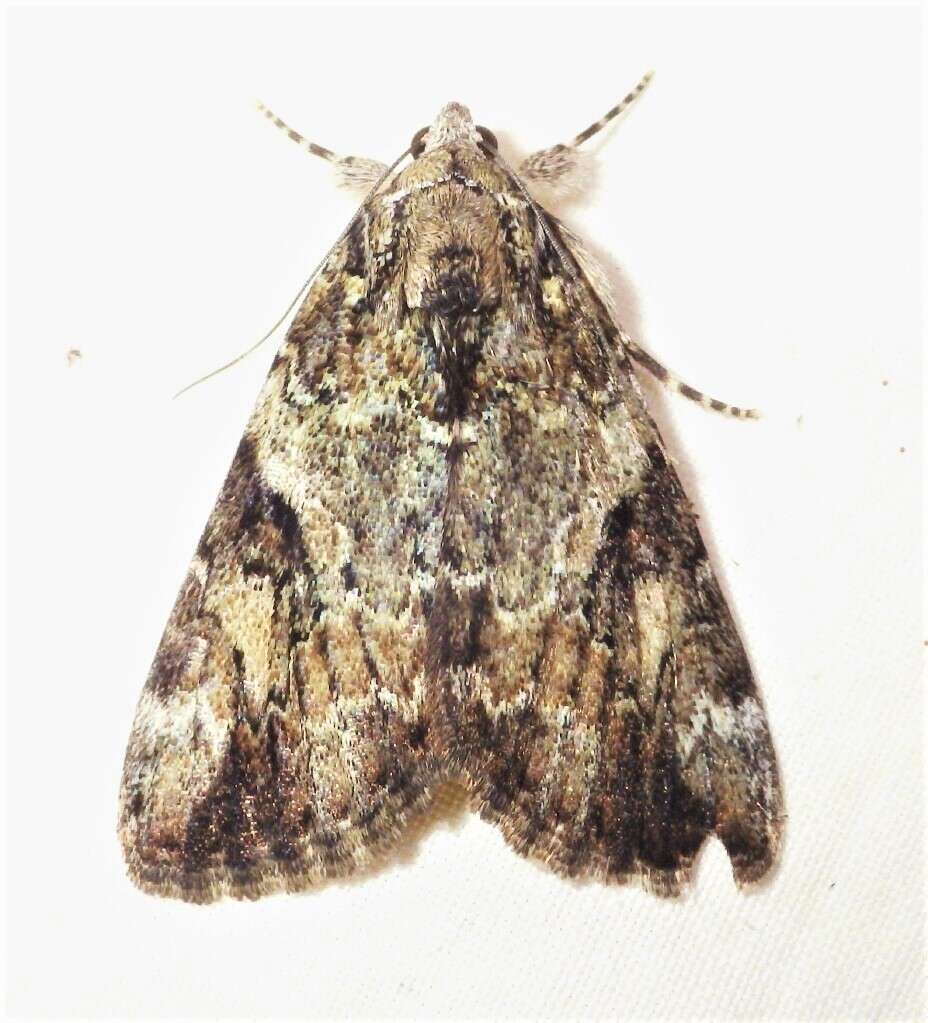 Image of Little Nymph Underwing