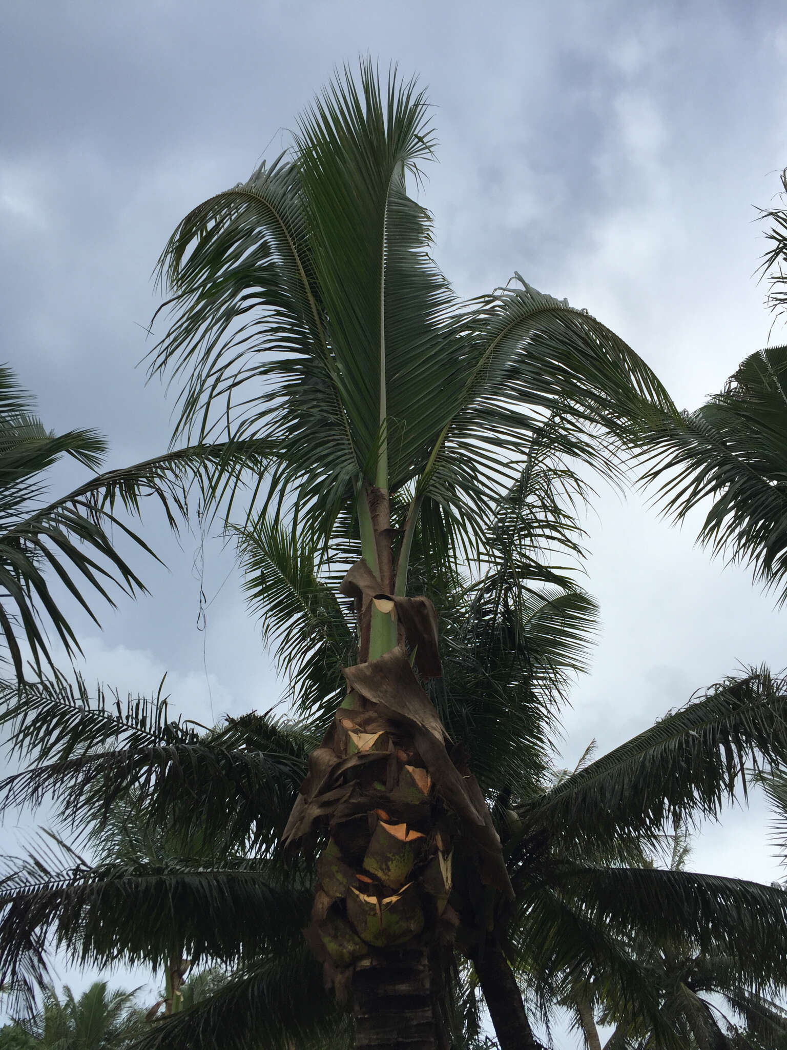 Image of coconut palm