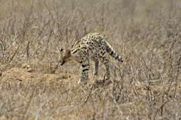 صورة Leptailurus serval lipostictus (Pocock 1907)