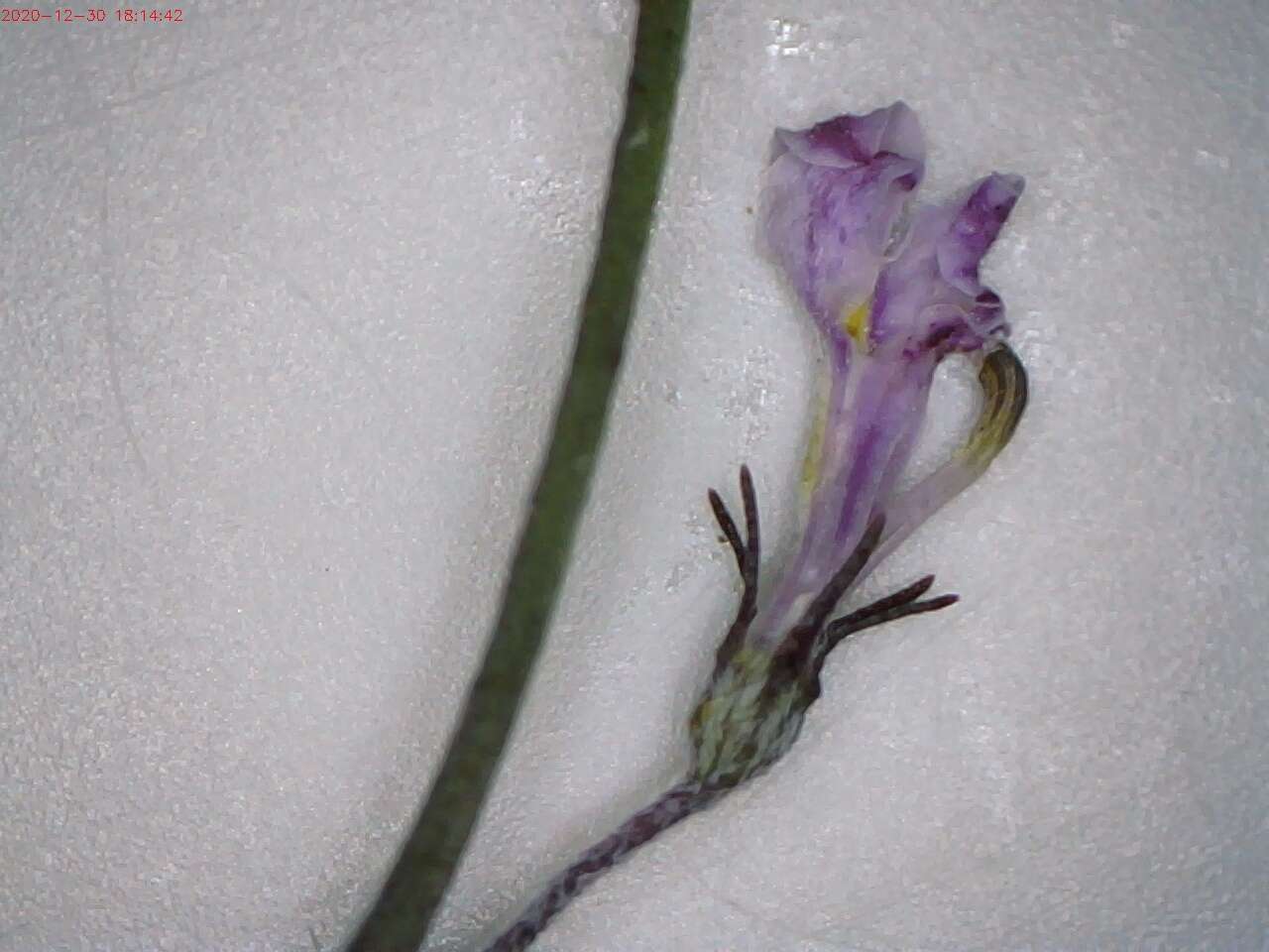 Imagem de Lobelia patula L. fil.