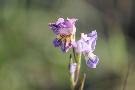 Image of Blue Afrikaner