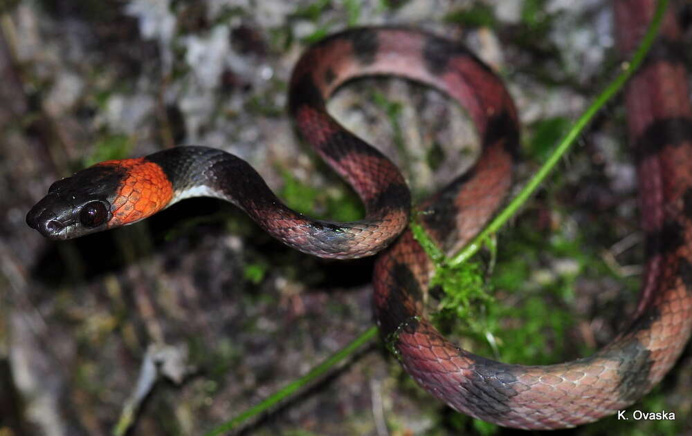 Siphlophis compressus (Daudin 1803) resmi