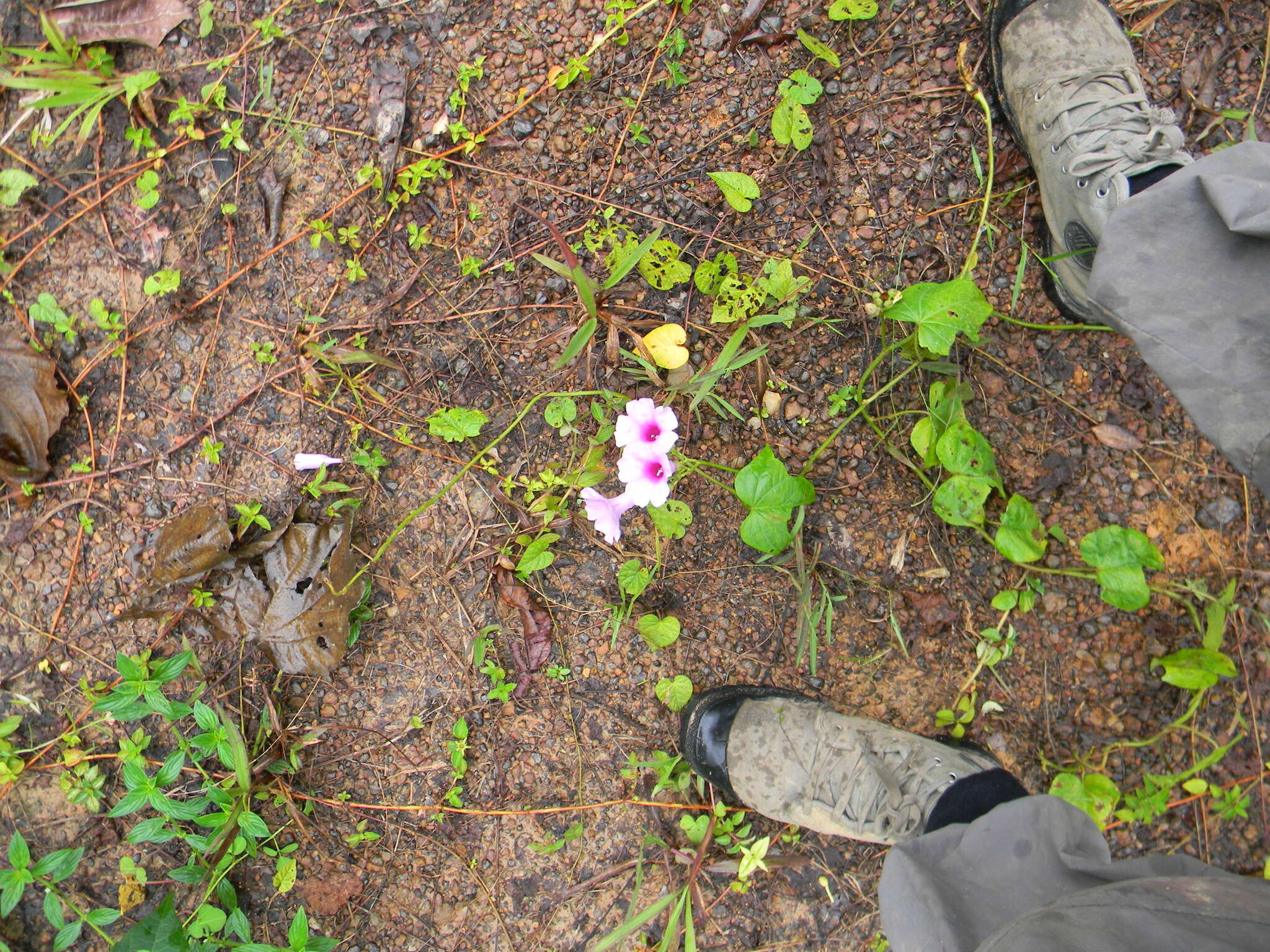 Sivun Ipomoea mauritiana Jacquin kuva