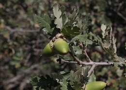 Imagem de Quercus macdonaldii Greene & Kellogg