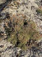 Image of Petrophytum caespitosum subsp. caespitosum