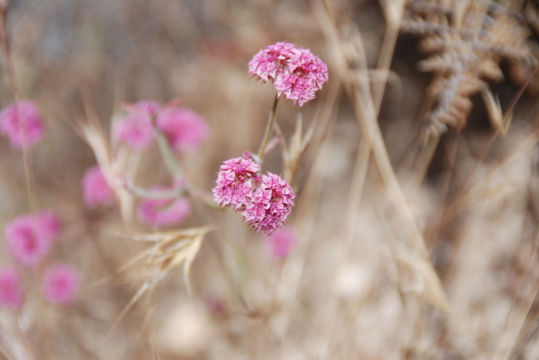 Image of pink spineflower