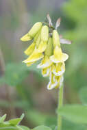 Image of tundra milkvetch