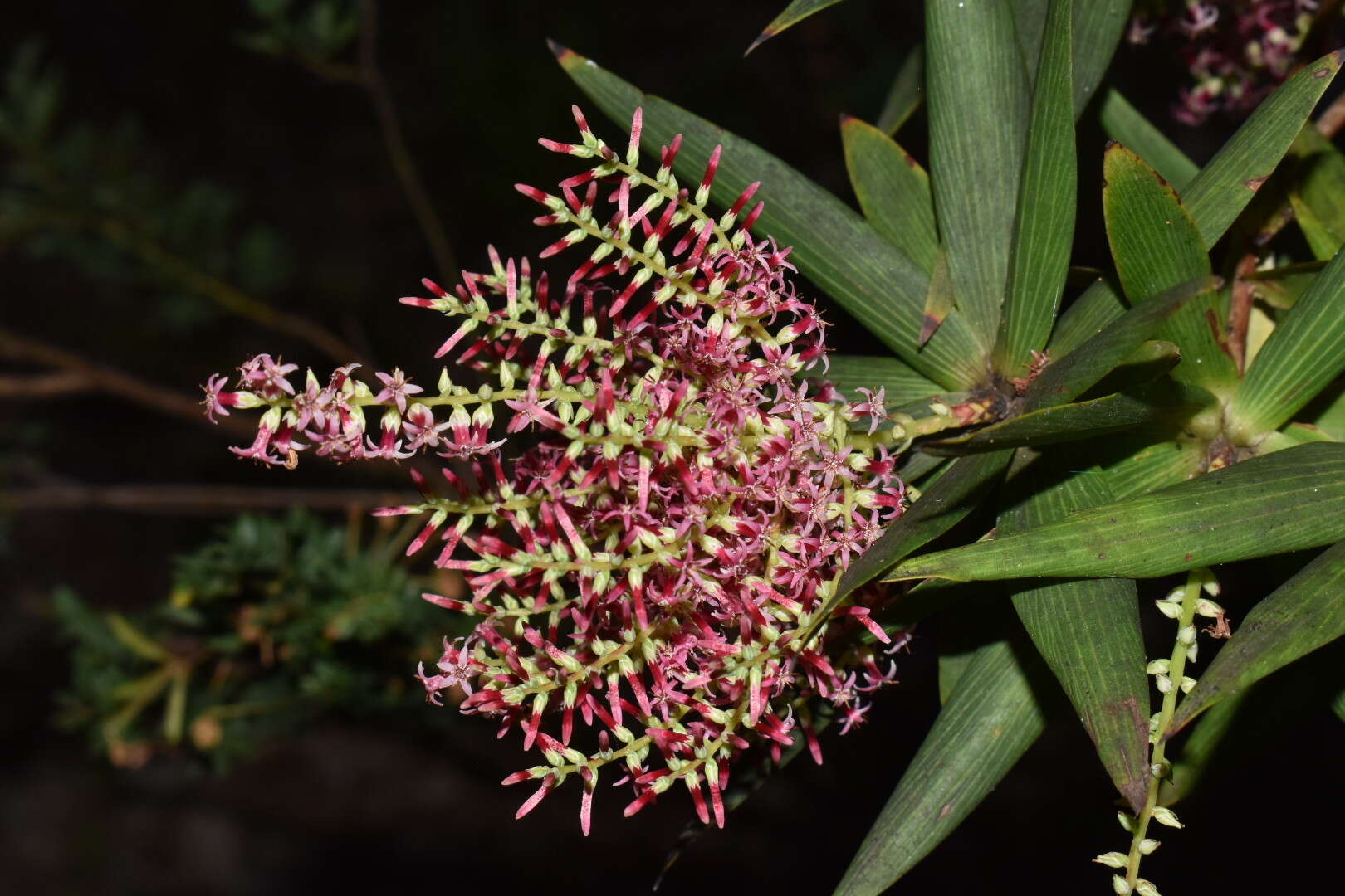 Sivun Leucopogon verticillatus R. Br. kuva