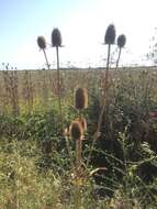 Image of cutleaf teasel