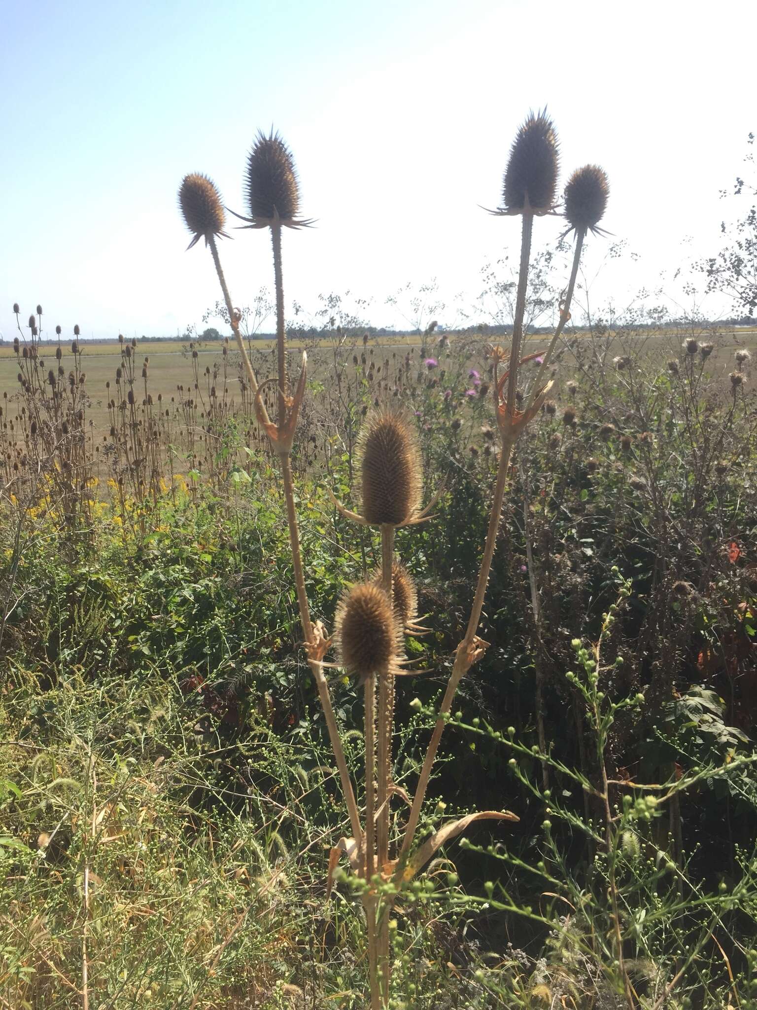 Image of cutleaf teasel