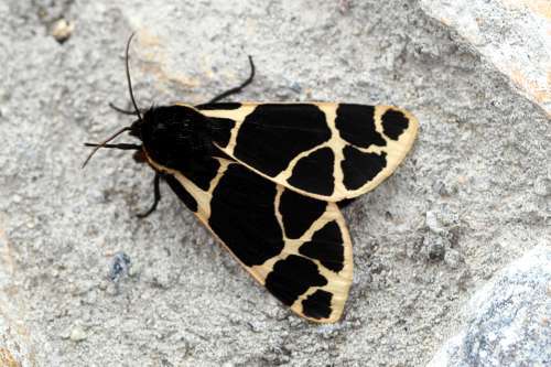 Image of Yellow Tiger Moth