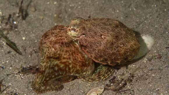 Image of Octopus berrima Stranks & Norman 1992