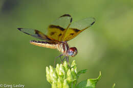 Image of Slough Amberwing