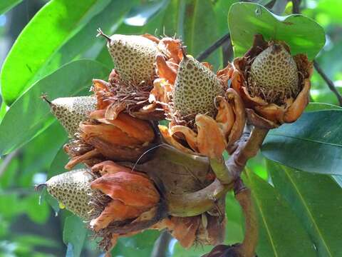 Image of butter tree