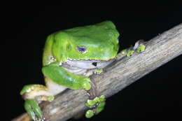 Image of Giant leaf frog