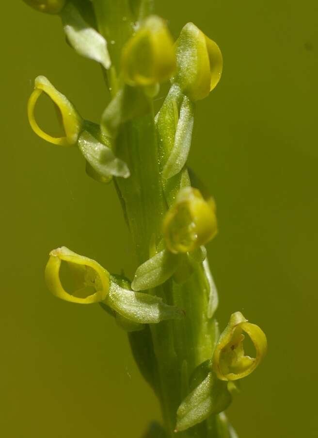 Image of Yosemite bog orchid