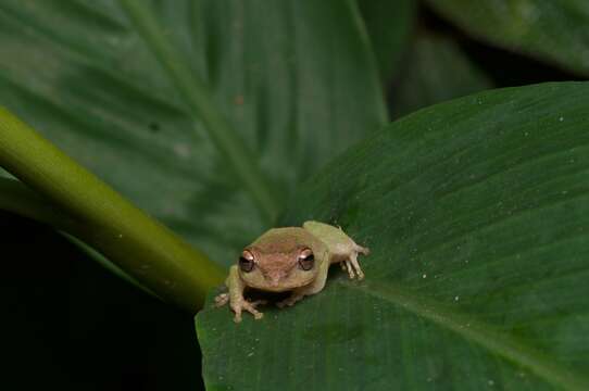 Imagem de Pseudophilautus stuarti (Meegaskumbura & Manamendra-Arachchi 2005)