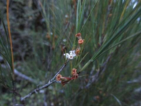 Image of Dracophyllum filifolium Hook. fil.