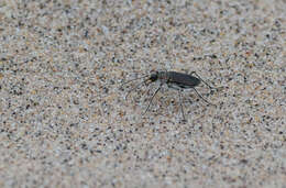 Image of Cicindela (Cicindela) hirticollis rhodensis Calder 1916