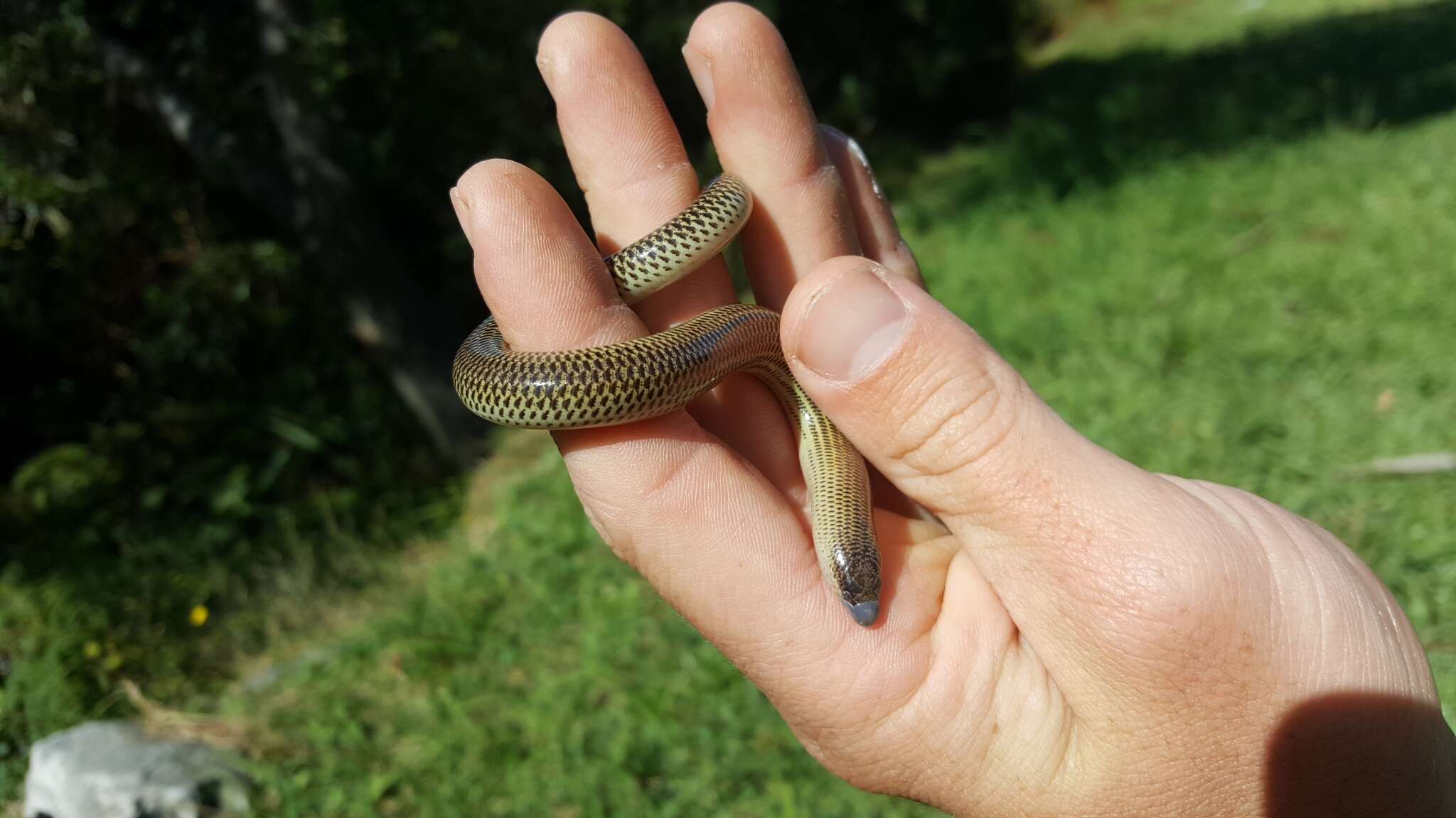 Image of Linnaeus' Lance Skink