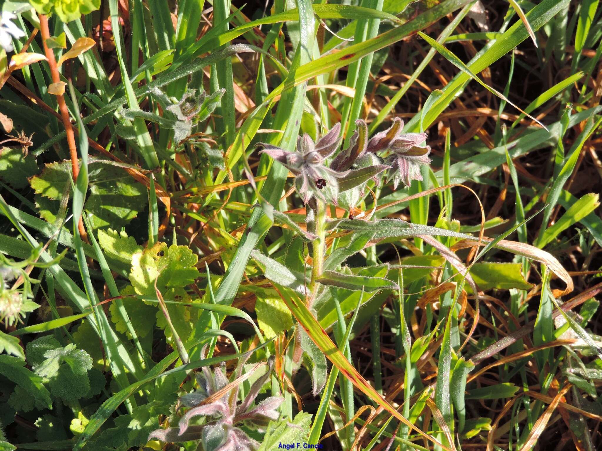 Imagem de Nonea vesicaria (L.) Rchb.