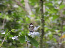 Image of Andromica clearwing