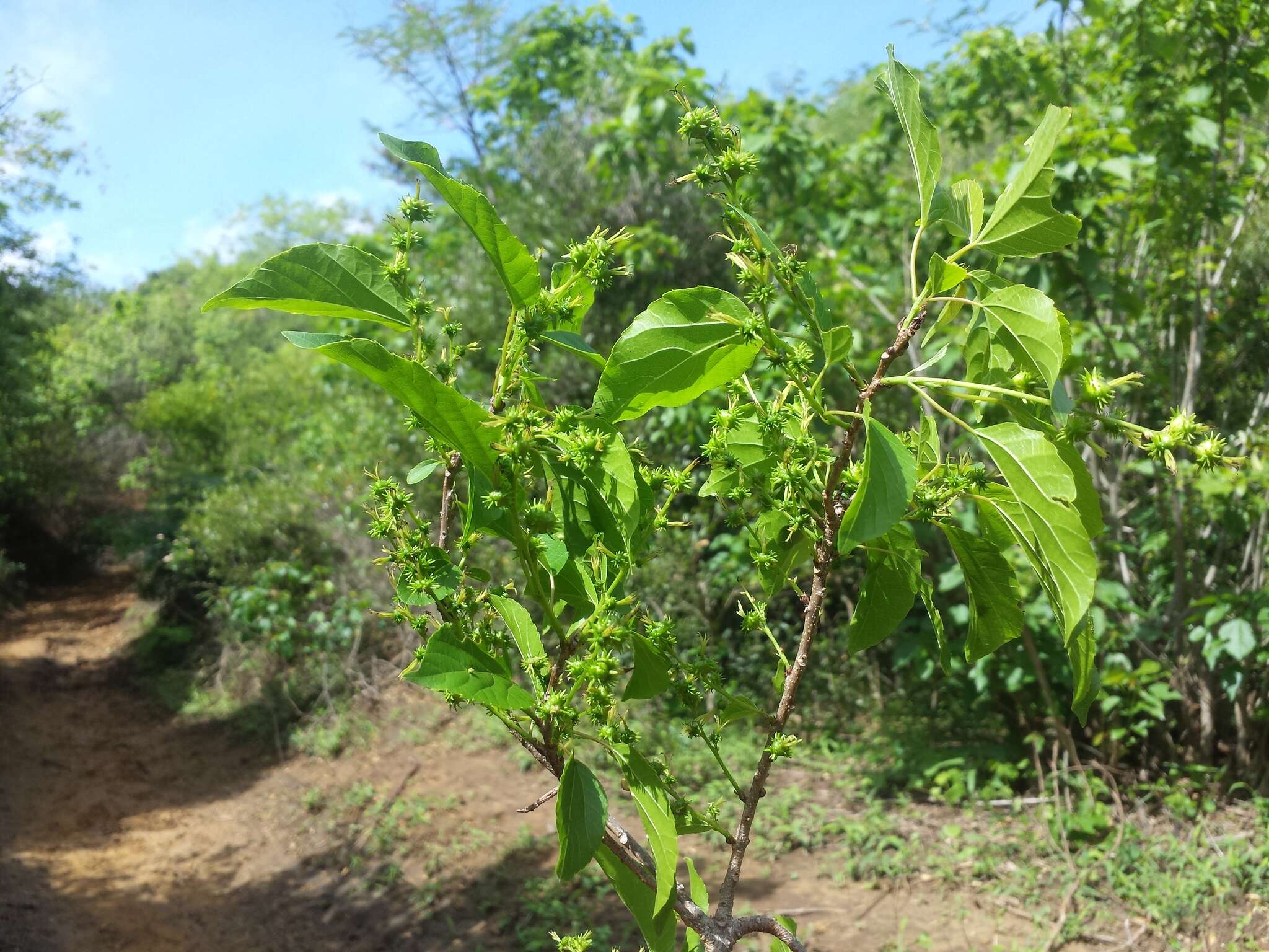 Слика од Alchornea alnifolia (Bojer ex Baill.) Pax & K. Hoffm.