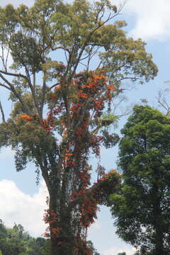 Image of Bauhinia kockiana var. kockiana