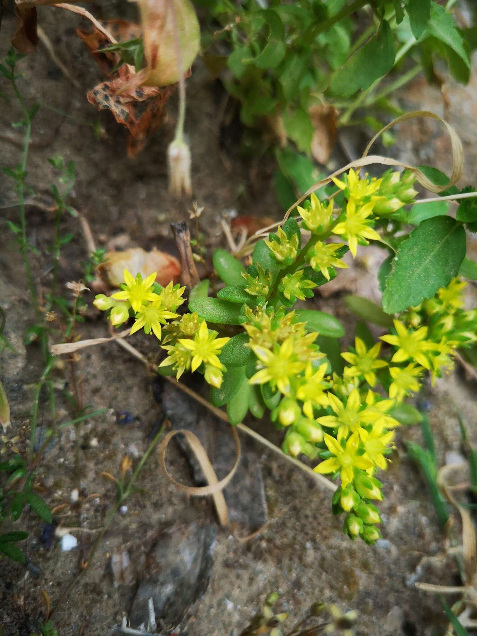 Image of Sedum praesidis H. Runemark & W. Greuter