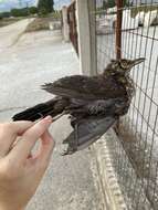 Turdus merula aterrimus (Madarász 1903) resmi