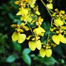 Слика од Oncidium tenuipes Kraenzl.