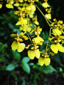 Image of Oncidium tenuipes Kraenzl.