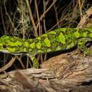 Image of Natural Tree Gecko