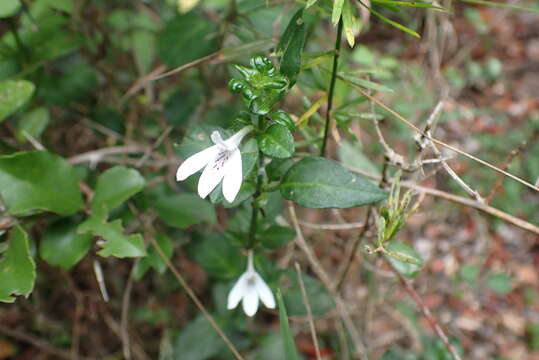 Image of Isoglossa gracillima Baker