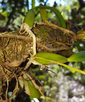 Image of Bulbophyllum clavatum Thouars