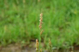 Слика од Polypogon fugax Nees ex Steud.