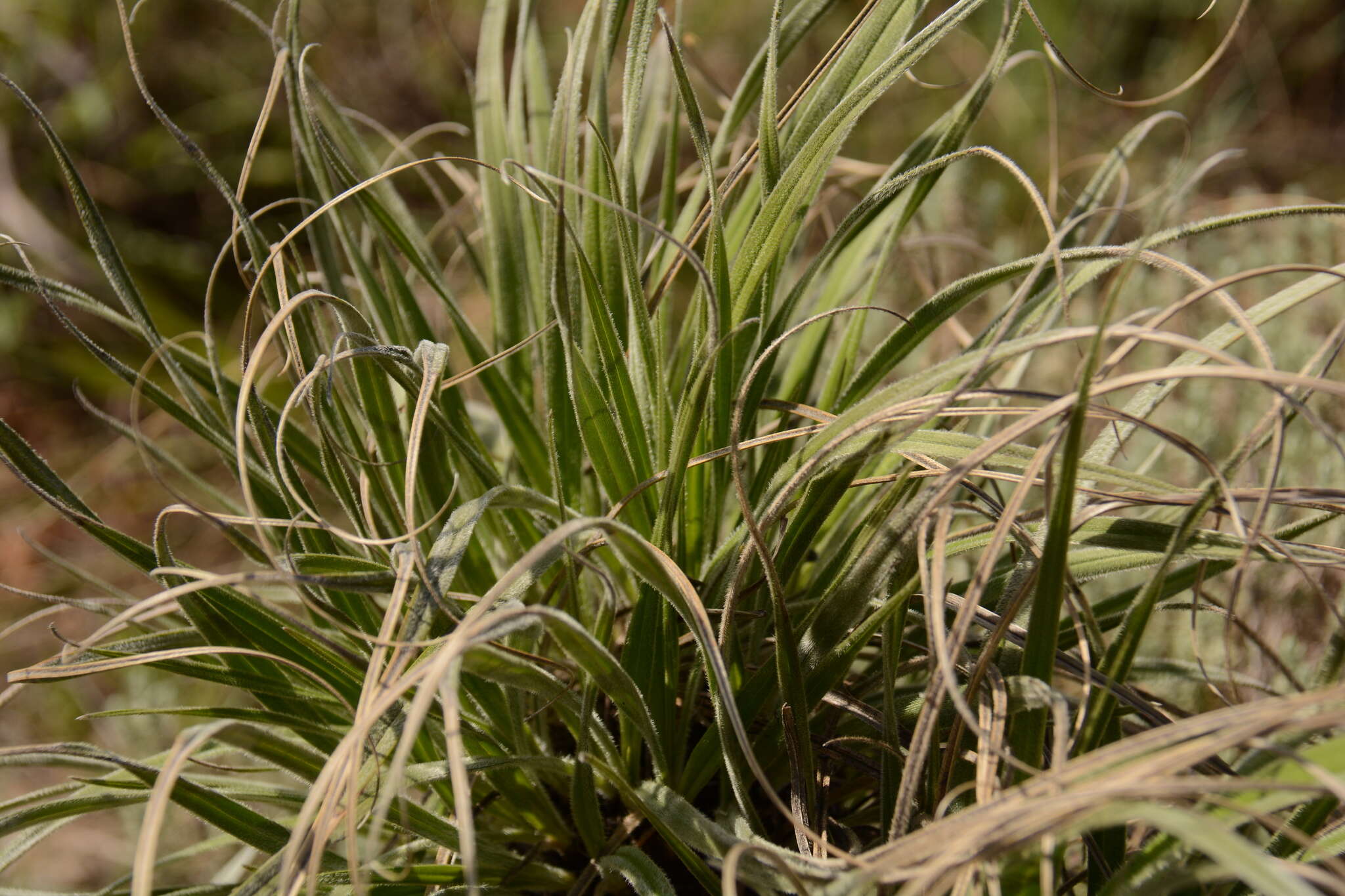 Image of Xerophyta purpurascens Behnke