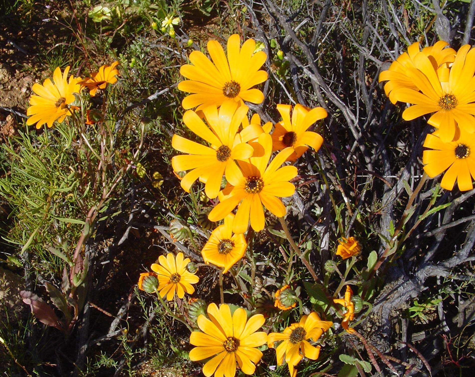 Image of Osteospermum hyoseroides (DC.) T. Norl.