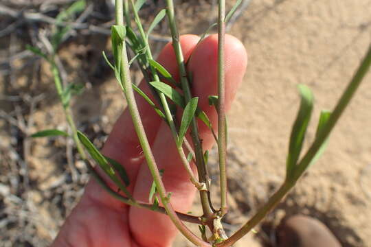 Image of Heliophila linearis (Thunb.) DC.