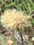 Image of Noticastrum calvatum (Baker) Cuatrec.