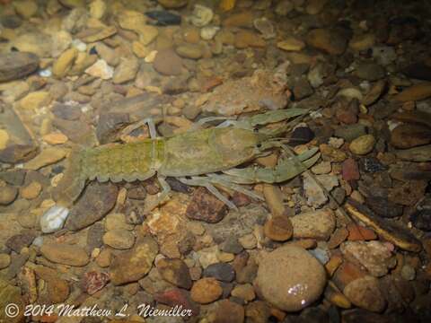 Image of Cambarus tenebrosus Hay 1902