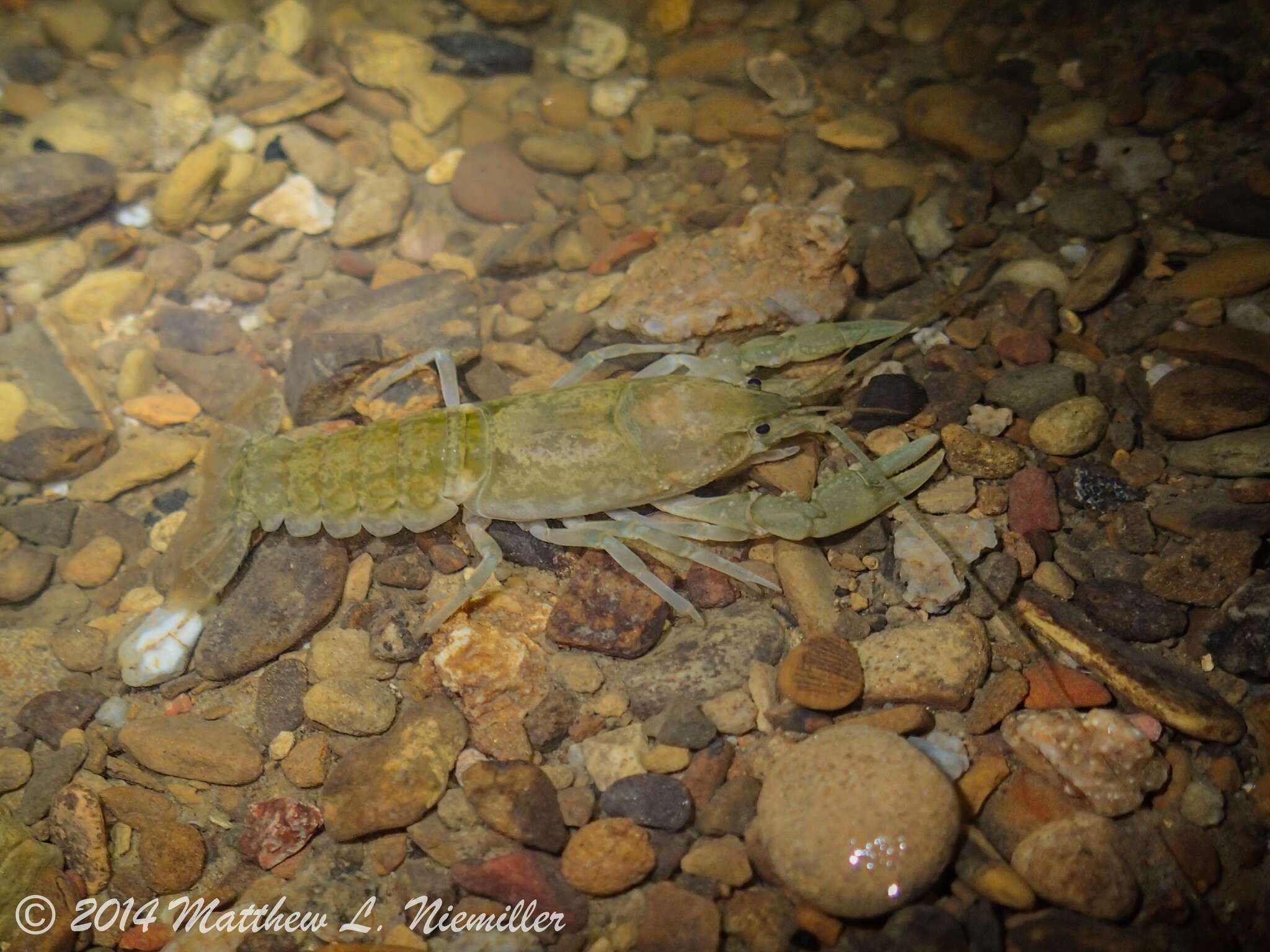 Cambarus tenebrosus Hay 1902的圖片