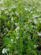 Image of knotted hedgeparsley