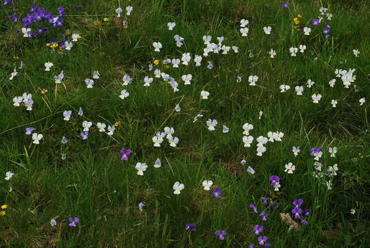 Image of Viola culminis F. Fen. & Moraldo