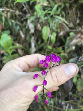 Image of Sertifera purpurea Lindl. & Rchb. fil.